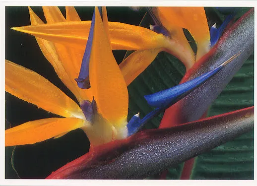 FIVESTARTRANSP Necklaces GC wEnvelope Bird of Paradise