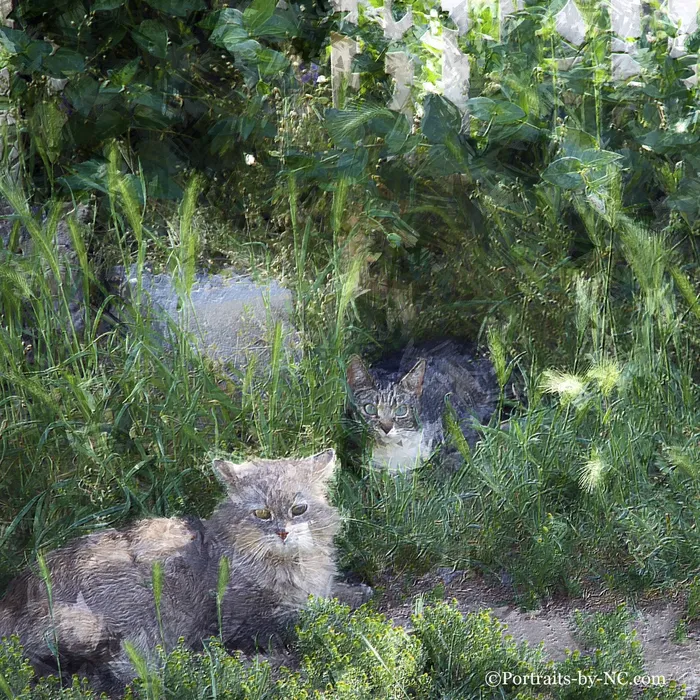 Necklaces Custom Cat Portrait Three Cats in Grass Portraits by NC